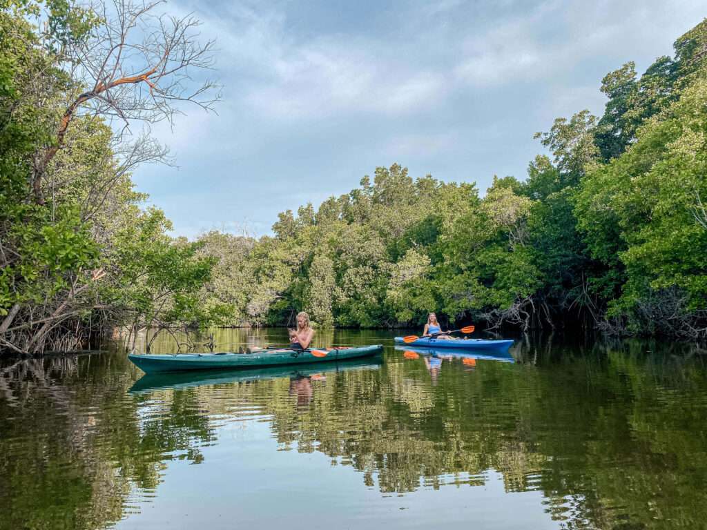 mangrove kayaking tour 4