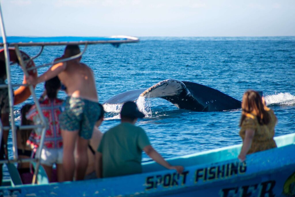 whale tour puerto escondido scaled