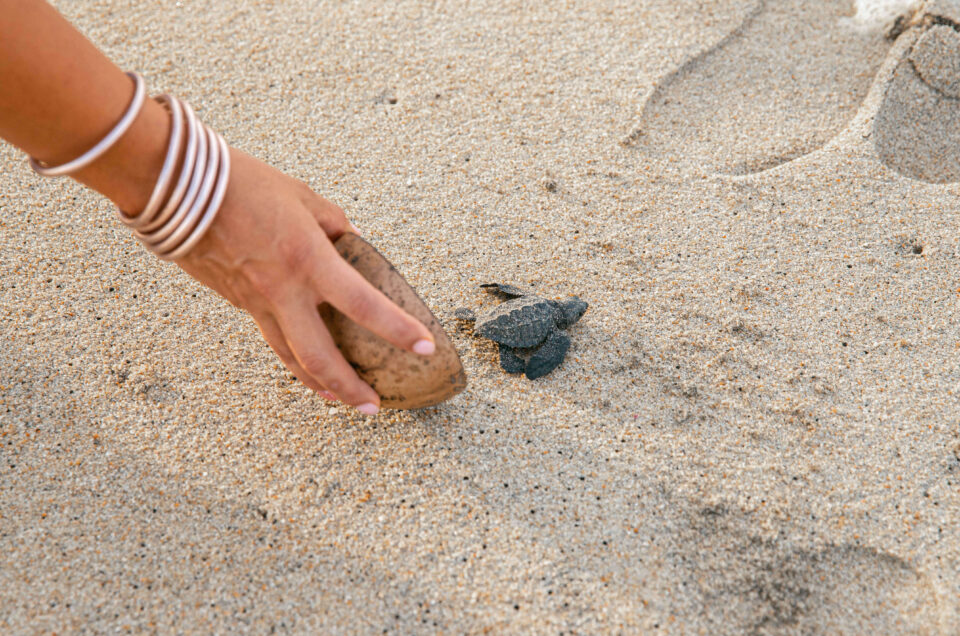 Turtle Release Puerto Escondido – 2024 Guide