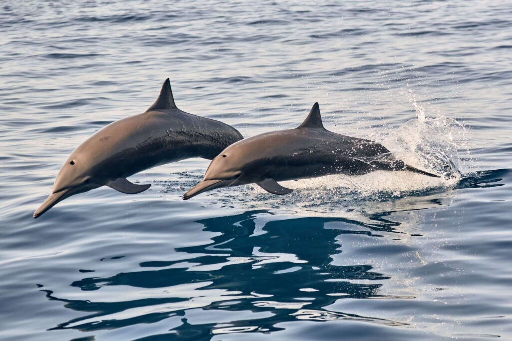 dolphin tour oaxaca