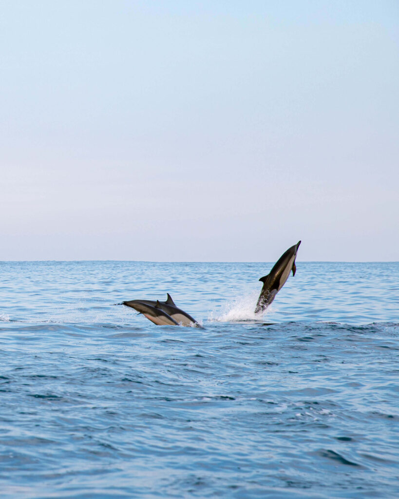 spinner dolphins puerto escondido