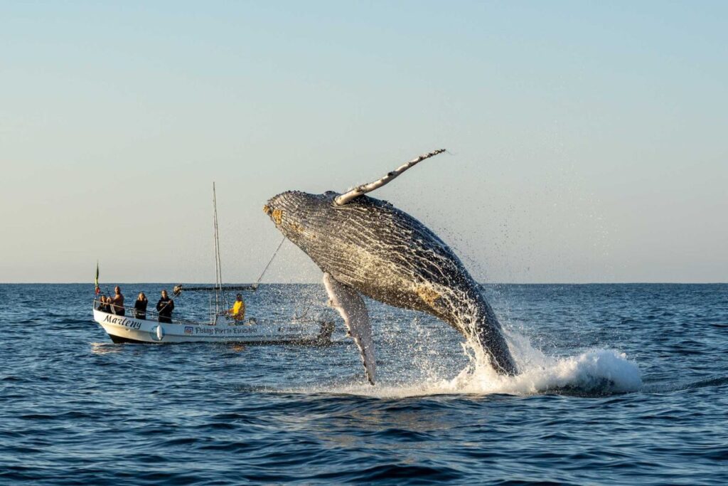 whale puerto escondido 1200x800 1