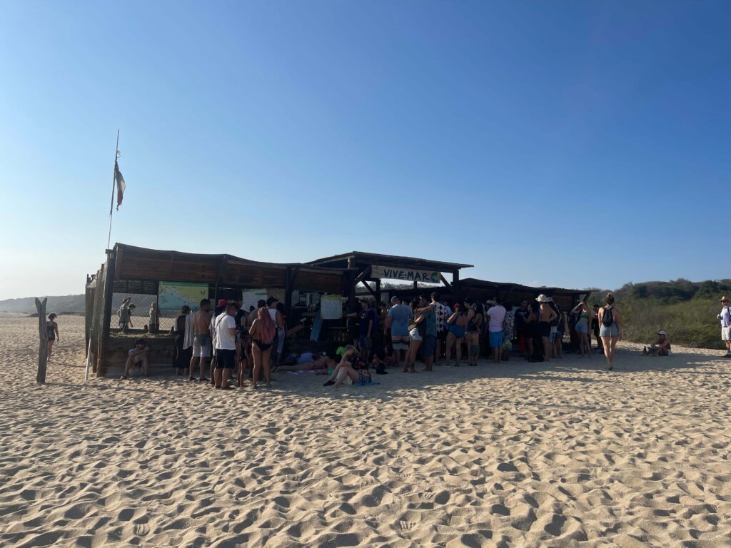 bacocho turtle release